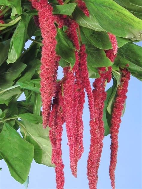 Hanging Red Amaranthus Redburgundy Flowers Pinterest