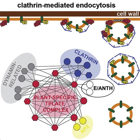 Clathrin was first isolated and named by barbara pearse in 1976. The TPLATE Adaptor Complex Drives Clathrin-Mediated ...
