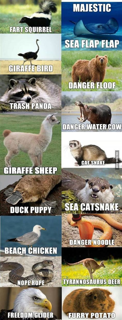 If I Had To Name Some Animals 9gag Funny Names Animal Names Funny