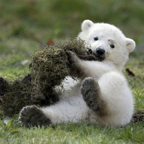 That Will Teach You To Never Mess With A Bear Baby Polar Bears Baby