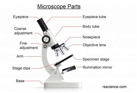 The Beginner S Guide To Microscopy Rs Science