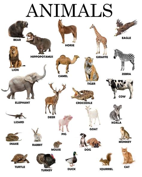 An Animal Chart With All The Different Types Of Animals And Their Names