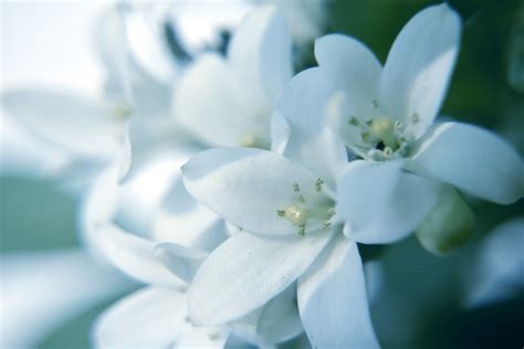 White Flowers 1 Free Stock Photo Public Domain Pictures