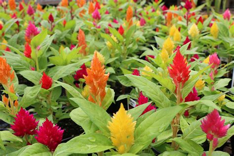 Five Fall Flowers To Plant Now Bengert Greenhouses Buffalo Ny