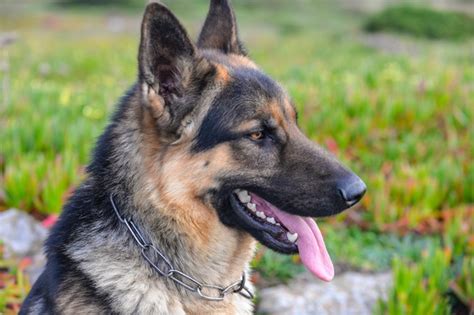 Different Types Of German Shepherds With Pictures Dogexpress