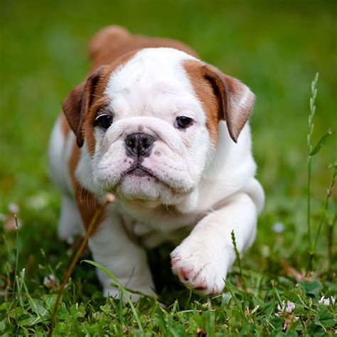 We have akc registered english and french bulldog puppies for sale in oklahoma. Florida English Bulldog Puppies For Sale From Top Breeders