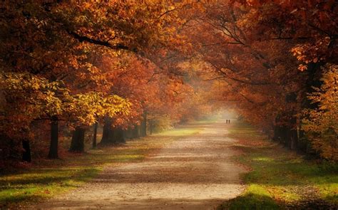 Nature Landscape Fall Dirt Road Trees Grass Mist Tunnel Couple Atmosphere Wallpapers Hd