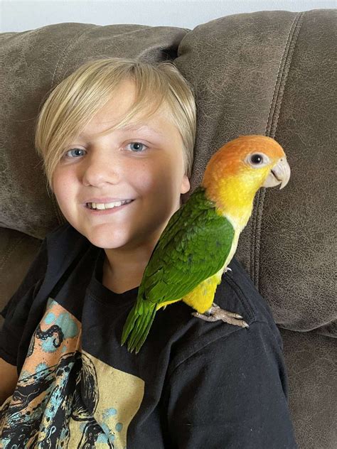 Very Sweet White Belly Caique