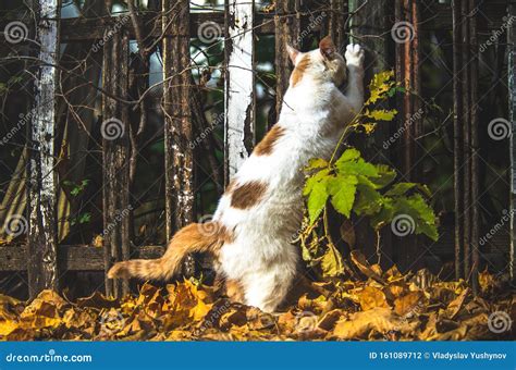 Cat Stretches On A Wooden Fence While Standing On Autumn Leaves Stock