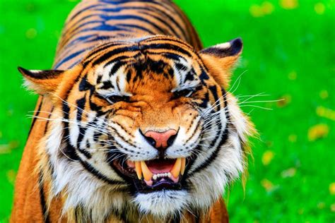 Tiger Baring Teeth Stock Image Image Of Species Tigris 29559485