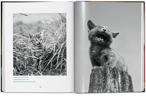 Walter Chandoha Cats Photographs 19422018