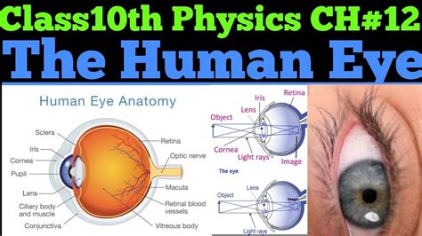 10th Class Physics Ch12 The Human Eye Class 10th Physics Youtube