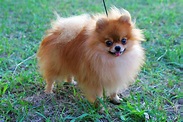 Breed Profile: Pomeranian | Sarasota Dog