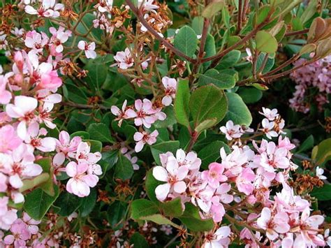 Indian Hawthorn Care How To Grow Indian Hawthorn Plant Artofit