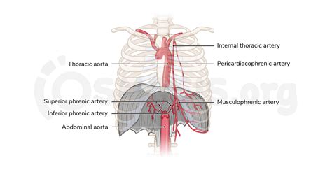 Anatomy Of The Diaphragm Osmosis