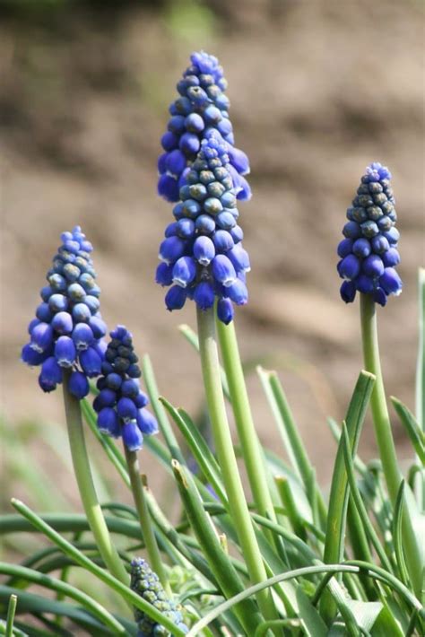 Grape Hyacinth Planting And Advice On How To Care For Muscari