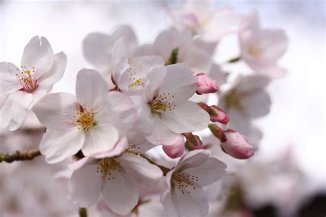 Cherry Blossom Macro Photography