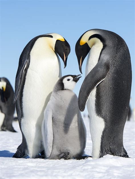 Emperor penguins are the largest of all the different kinds of penguin. Emperor Penguins | Christopher Michel | Flickr