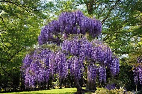 Tree Wisteria Wisteria Tree Purple Wisteria Wisteria Plant