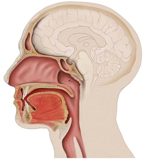 anatomía de la cavidad oral bucal boca Farmacosalud