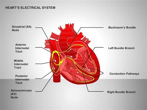 Free Hearts Electrical System For Powerpoint