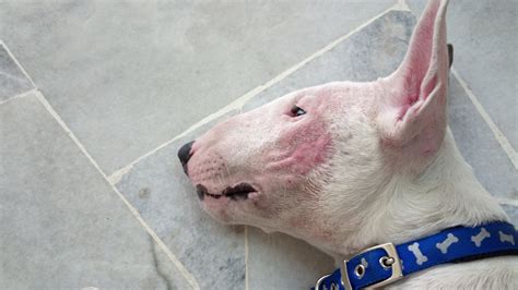 La Dermatitis Atópica Puede Controlarse Cultura Bull Terrier