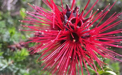 Isabel Ross Winter Flowering Plants Australia Winter Flowers