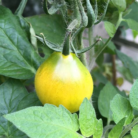Tomato Yellow Pear Plug Plants To Grow Order Online
