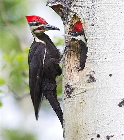 Can You Kill A Pileated Woodpecker Dowta