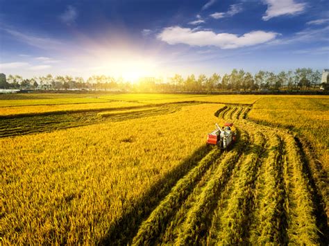 Rice Harvest in Louisiana Gains Momentum - John Pac