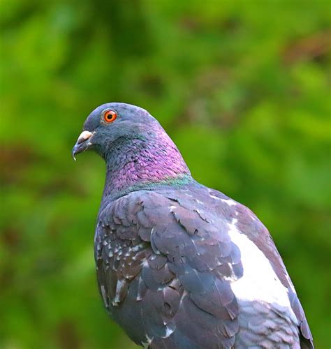 Feral Pigeon Free Stock Photo Public Domain Pictures