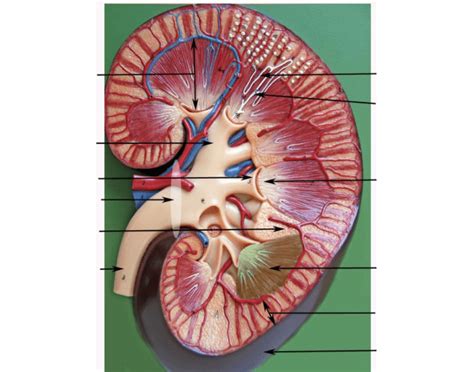 This artery branches into the segmental arteries then the interlobar arteries, arcuate that depends on which what kind of blood vessel you cut, and how much of it is damaged. Game Statistics - Kidney model labeling 1