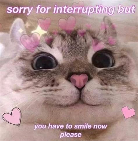 Happy Kitty Rwholesomememes Wholesome Memes Cute Love Memes
