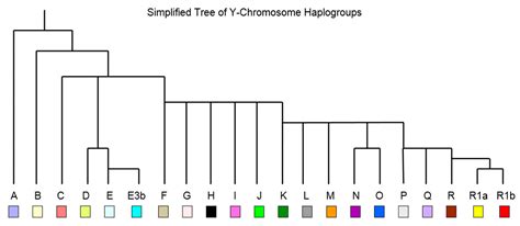 Simplified Tree Of Y Chromosome Haplogroups