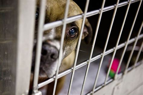 10 Reasons Why We Need More Clear The Shelter Days