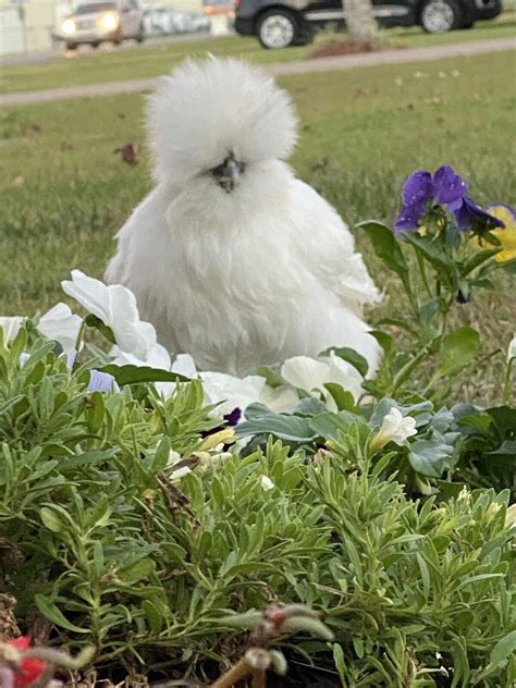 Show Quality Silkie Chicken Fertile Hatching Eggs All Colors Bearded