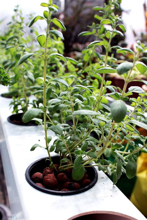 Posted by cropking on 1/25/2016. 5 Tips for Choosing a DIY Hydroponics Project (With images ...