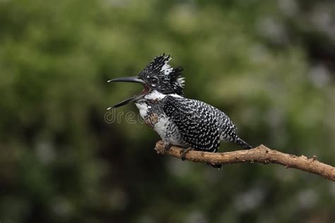 Crested Kingfisher Very Large Black And White Kingfisher Perching