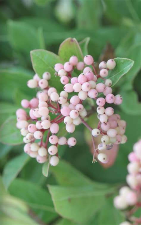 The Beautiful Berry 9 Garden Shrubs For Fall And Winter Florals Pith