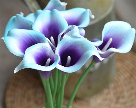 Aqua Blue Purple Picasso Calla Lilies Real Touch Flowers Etsy Canada