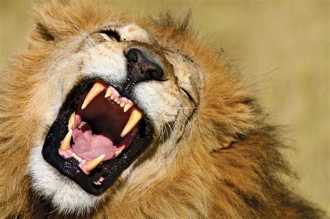 From nail trims to bathing, a little maintenance goes a long way. A yawning African lion showing its long canine teeth ...