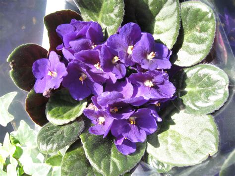 African Violet Plant Lore