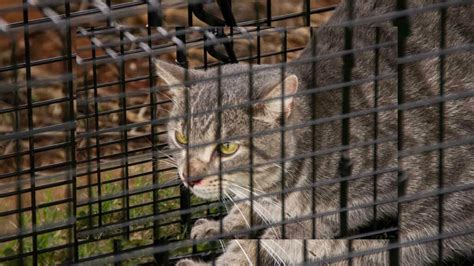 How To Catch And Trap Feral Cats The Cat Bandit Blog