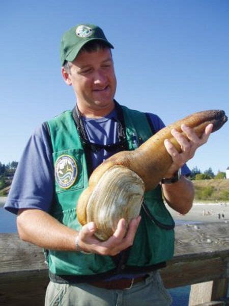 Living On Earth How To Eat A Geoduck