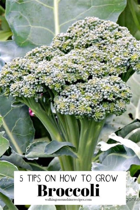 Tips For Growing Broccoli In Your Garden