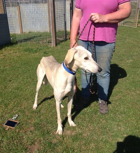 Lurcher Dogs For Adoption