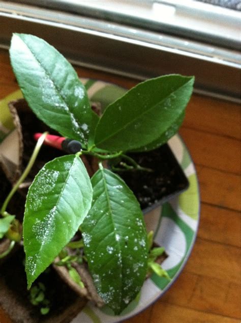 What Is On My Lemon Tree Seedling Gardening