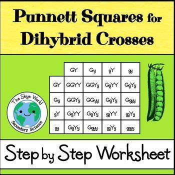 Fill out the squares with the alleles from parent 2. Punnett Squares for Dihybrid Crosses Worksheet in 2020 | Dihybrid cross, Dihybrid cross ...