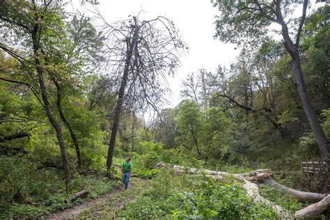 Fontenelle Forests Weed Whacking Plan Fire Living