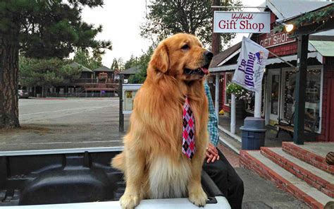 This California Town Has A Dog For A Mayor And You Can Request A